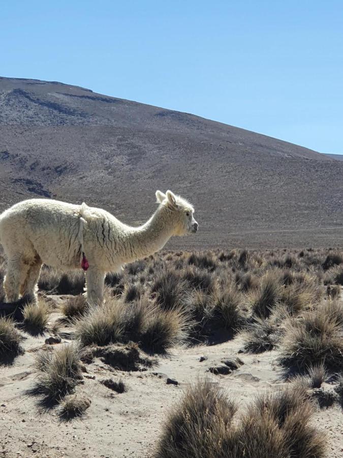 The First Real Bed & Breakfast Hiking Hotel 'The Office' In Arequipa, Peru Exterior photo